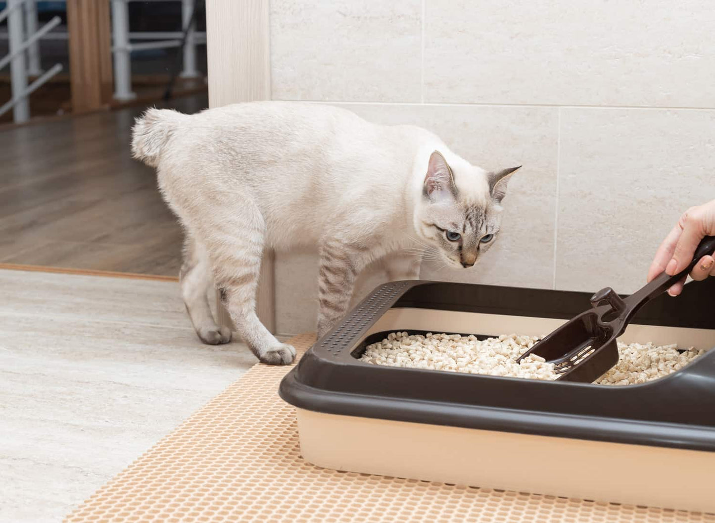 Double Layer Waterproof Cat Litter Mat