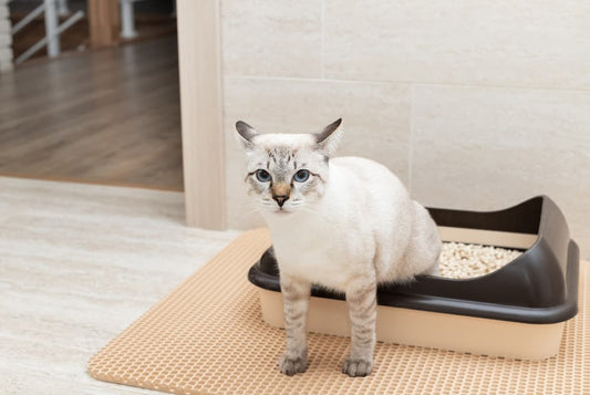 Double Layer Waterproof Cat Litter Mat